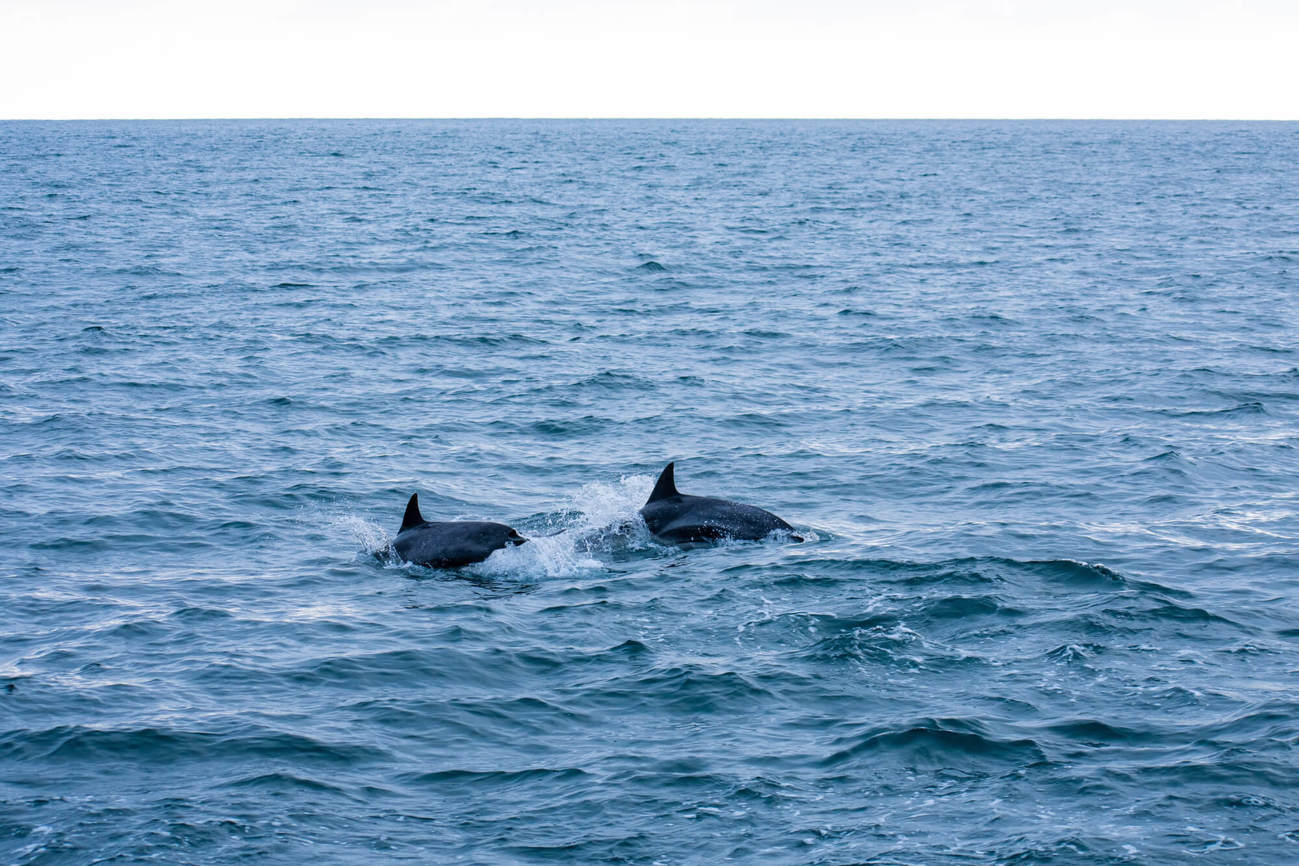 Dolphins off Broughty Ferry, Dundee Dolphins off Broughty Ferry, Dundee