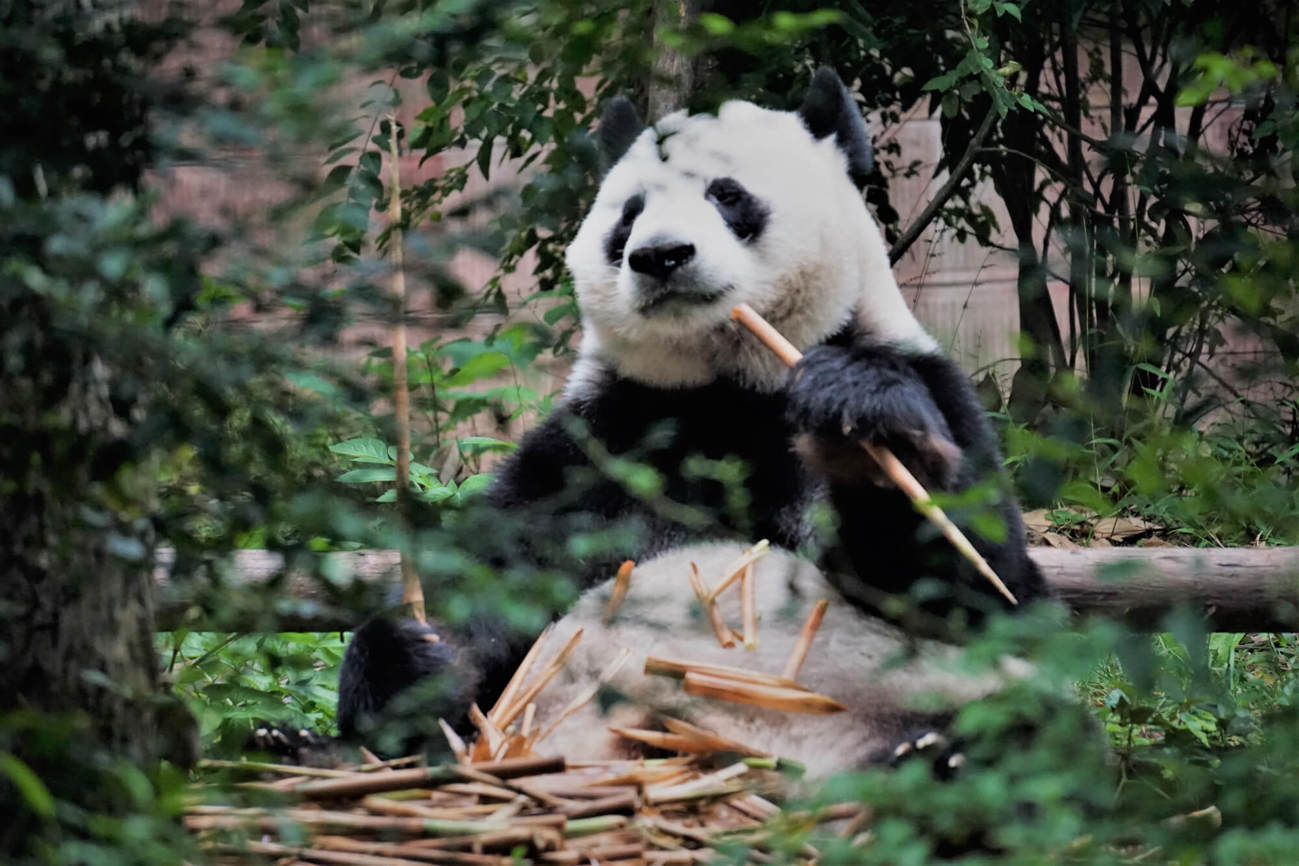 Pandas at Edinburgh Zoo. Panda chewing bamboo