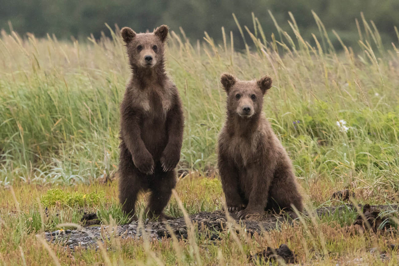 Camperdown Wildlife Centre in Dundee Two brown bears