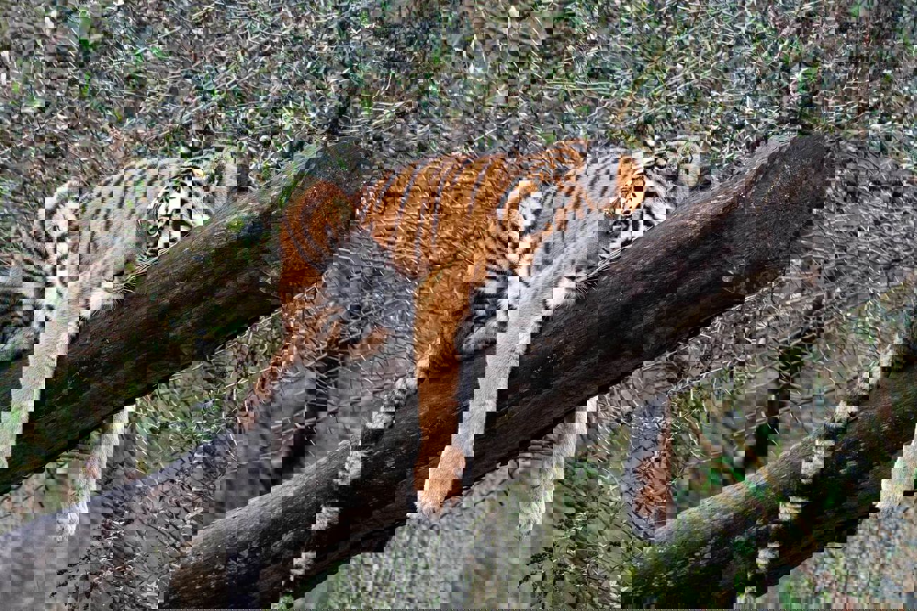 Tiger at Longleat Safari